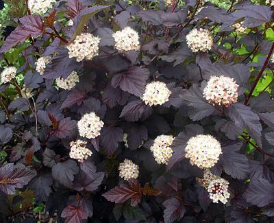 Bushy plant with deep purple leaves and white flowers from TN Nursery