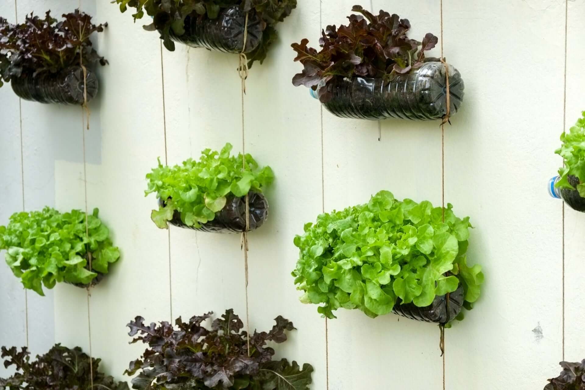 Black plastic bottle planters with vibrant green and red lettuce in vertical garden
