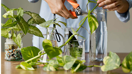 Orange-handled pruning shears with metallic blades for plant propagation