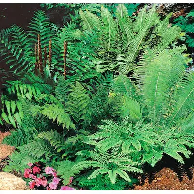 Lush green ferns with feathery fronds and tall brown stalks to grow