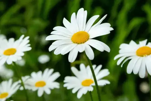 White daisy perennials with yellow centers and green stems