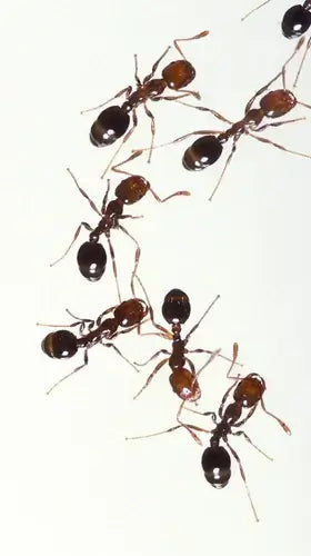 Reddish-brown fire ants with glossy dark abdomens and slender legs