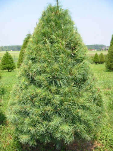 Majestic white pine tree with lush green needles and conical shape