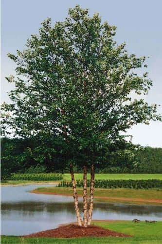 Tall white-barked tree beside calm water for planting live stakes