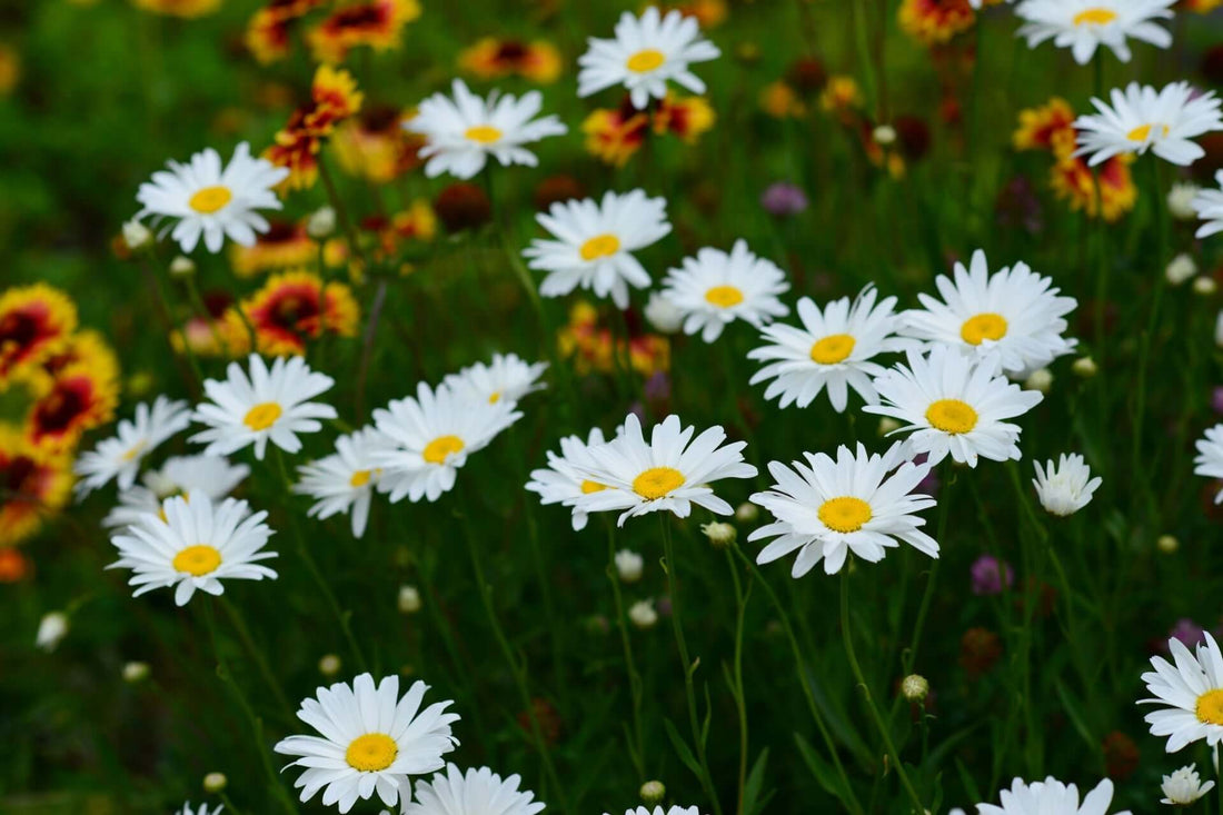 White daisies with yellow centers blooming in perennial garden