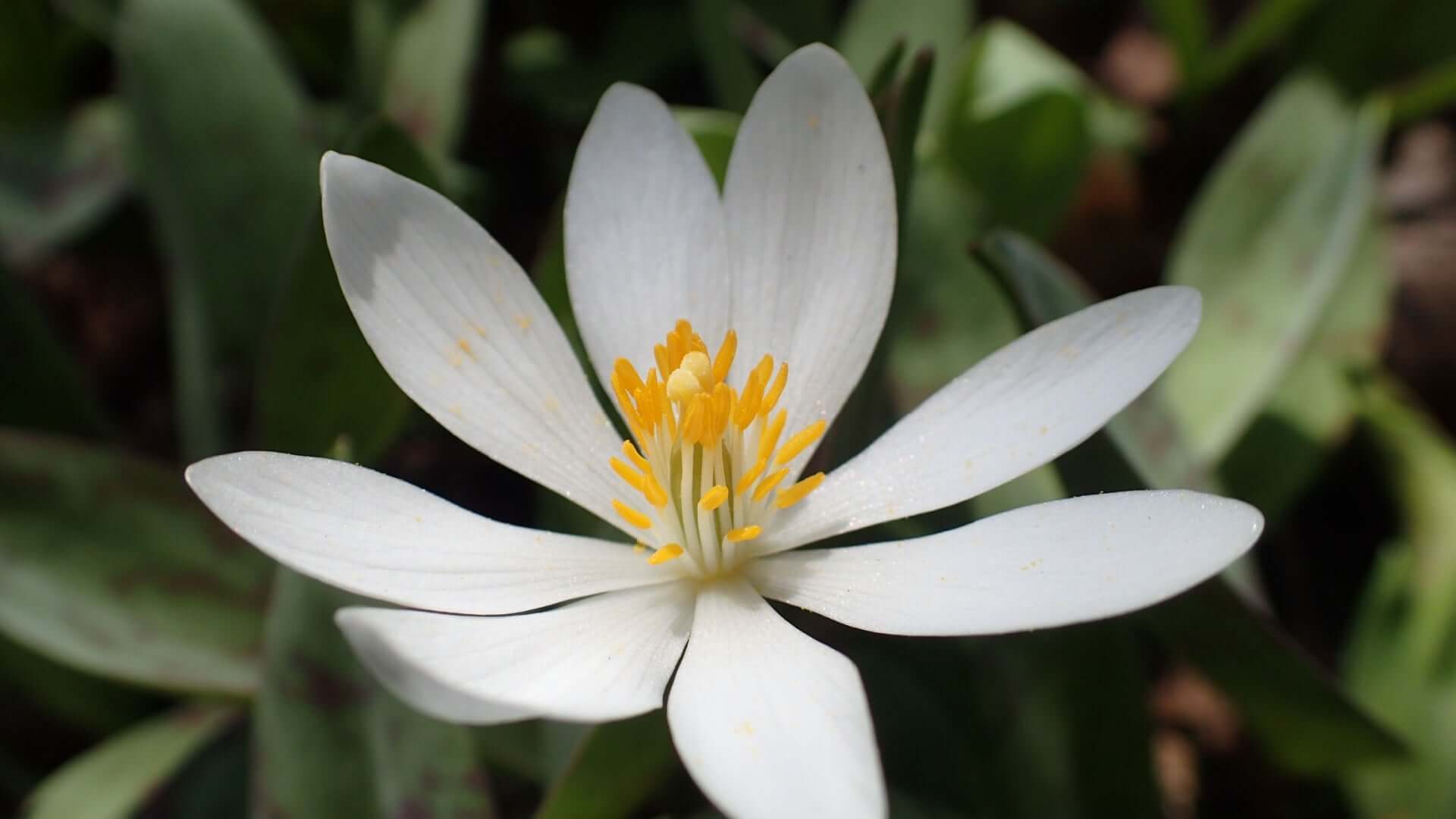 Delicate white bloodroot flower with six slender petals and yellow center