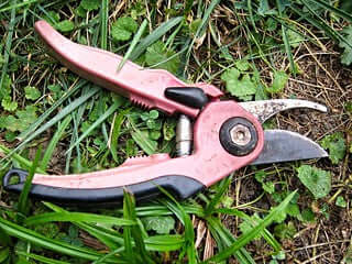 Pink-handled pruning shears with black grips on green grass for fall landscaping