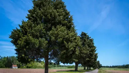 Tall red cedar evergreen tree with dense dark green foliage against blue sky