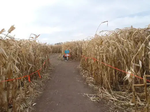 Person on dirt path amid tall dry corn stalks in family maze under overcast sky