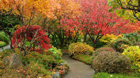 Winding gravel path in tranquil Japanese autumn garden with fiery red leaves