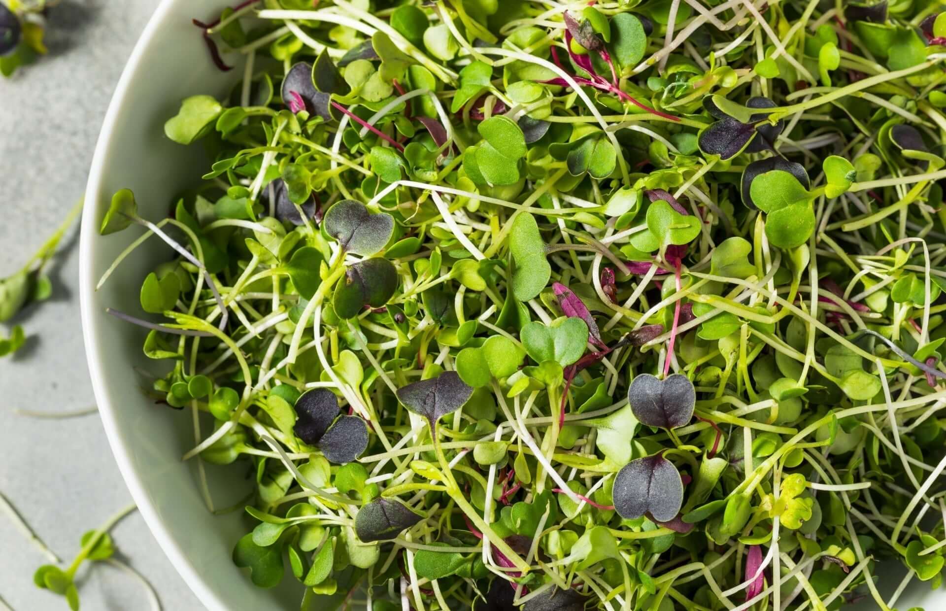 Vibrant green and purple microgreens with slender stems in garden article