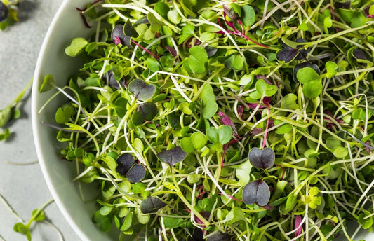 Vibrant green and purple microgreens with slender stems in garden article