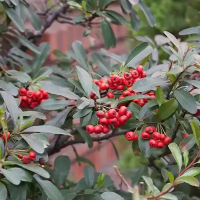 Foster holly bush with clusters of bright red berries and dark green oval leaves
