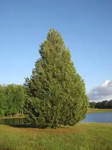 Eastern red cedar tree by calm lake under clear blue sky