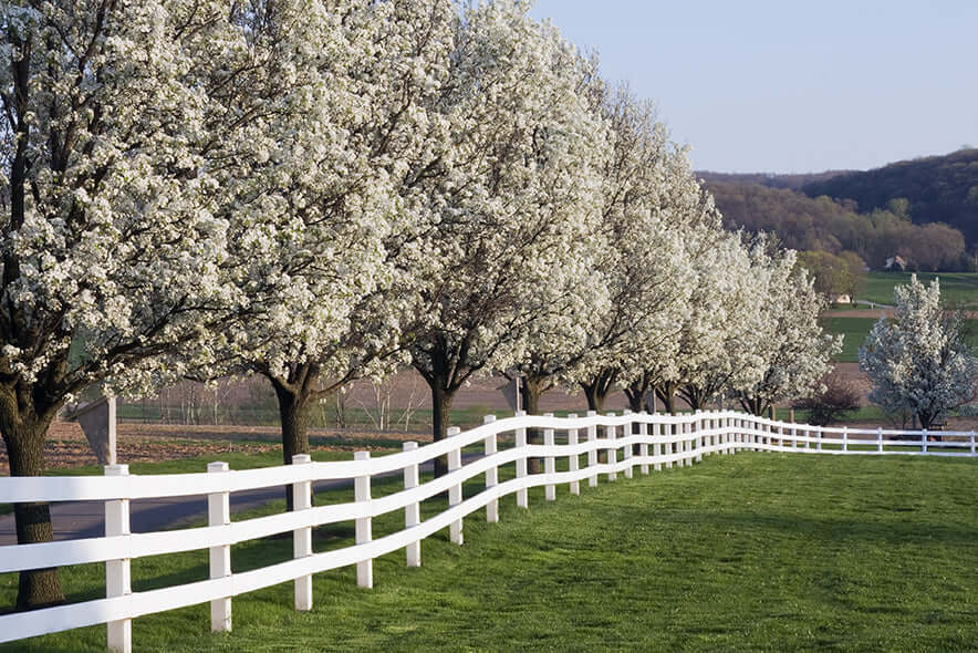 Blossoming white native trees lining curved wooden fence for hedgerow