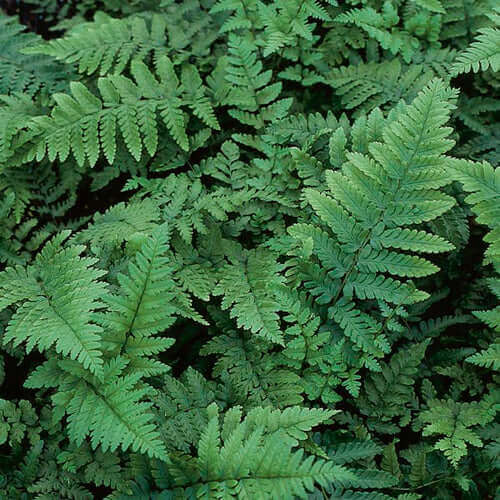Lush green native fern fronds with delicate feathery leaves