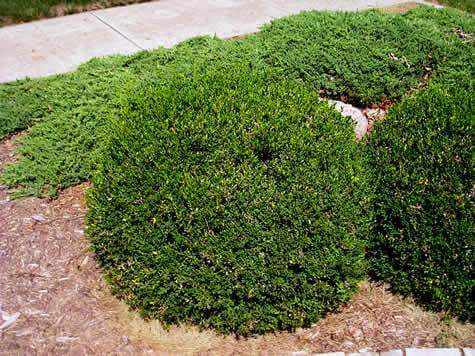 Lush rounded boxwood shrubs with dense neatly trimmed green foliage