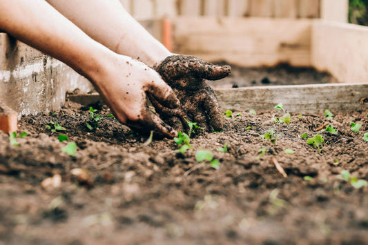 Best Plants for Poor Soil That Grow With Ease