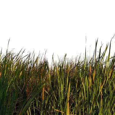Tall fast-growing wool grass in green and golden hues sways in breeze