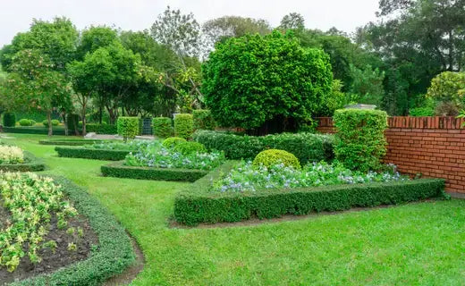 Lush green hedges form geometric lawn garden beds with colorful flowers.