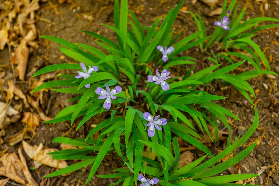 Dwarf crested iris cluster with purple flowers and green sword leaves
