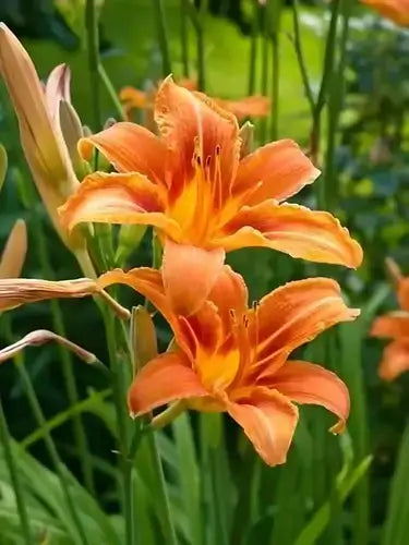 Vibrant orange daylilies brighten shady garden areas with ruffled petals