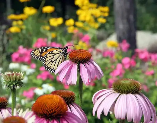 Monarch butterfly on pink coneflower in perennial garden