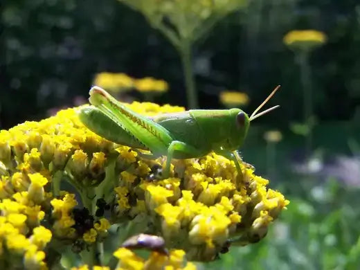Vibrant green grasshopper, a common garden pest, on yellow flowers