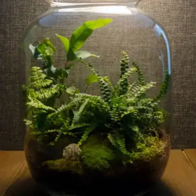 TN Nursery 2023 terrarium with lush green fern, leafy plants, mossy rocks