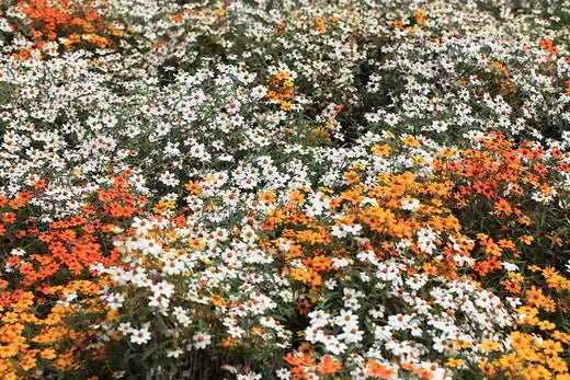 Vibrant white and orange daisies blooming to withstand summer drought