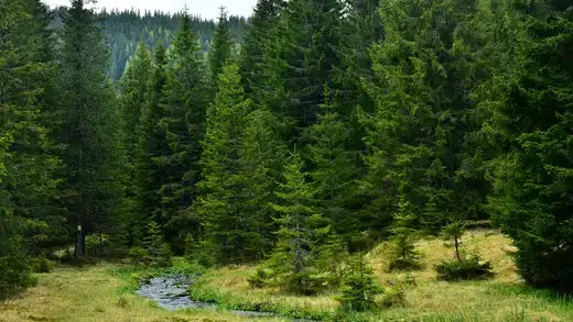 Dense pine forest beside stream in grassy meadow