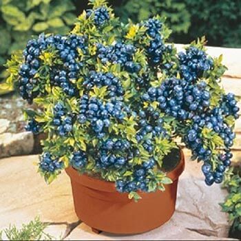 Lush blueberry bush with ripe berries in terracotta pot from TN Nursery