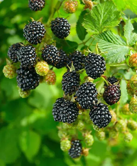 Ripe blackberries with unripe berries on green leaves in tree shrub nursery