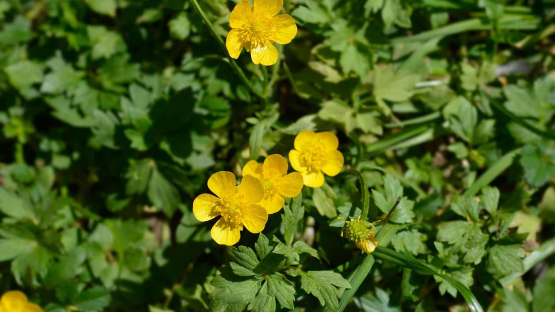Bright yellow Ranunculus repens buttercups with delicate petals in lush foliage