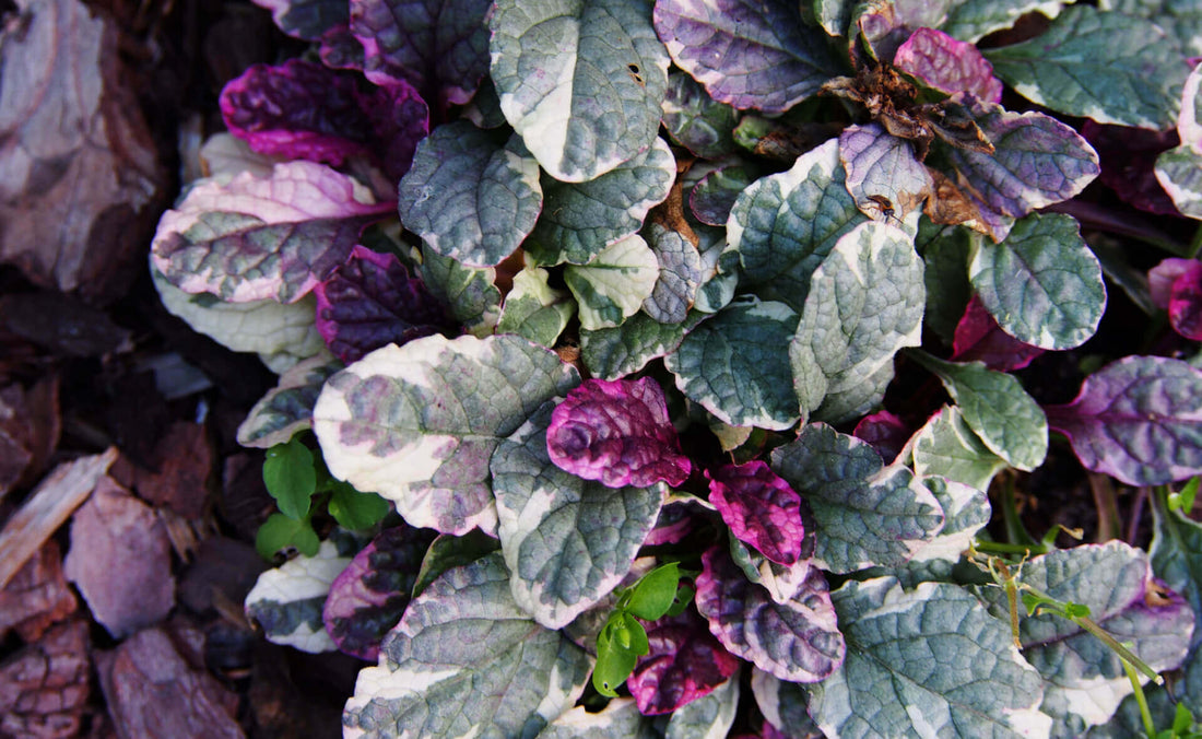 Variegated moody plant with purple, green, and white leaves, 2024 trend