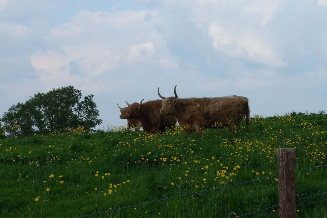 Two hairy highland cattle with curved horns in buttercup field