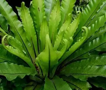 Vibrant native fern with delicate curling fronds and lush tropical look