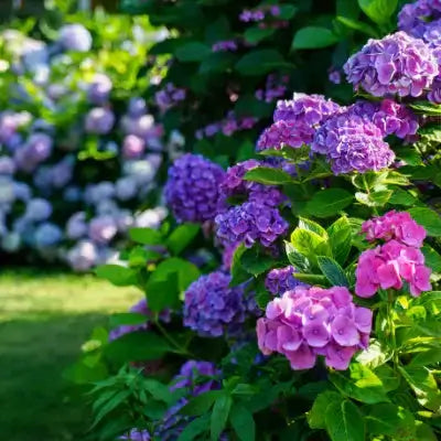 Vibrant purple pink hydrangeas with dense clusters and glossy leaves for landscaping