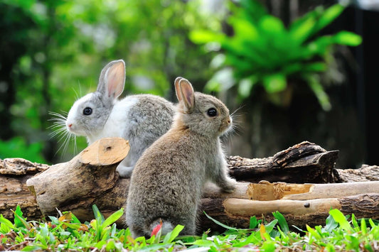 Two fluffy pet bunnies on log ideal for gardeners