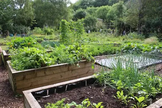 Wooden raised garden bed with lush green leafy vegetables in easy gardening guide