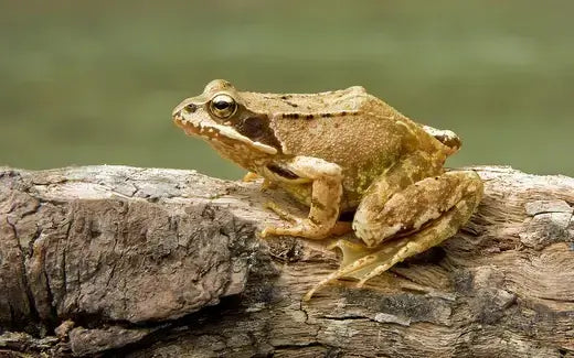 Brown frog with mottled skin perched on weathered log, fun frog facts