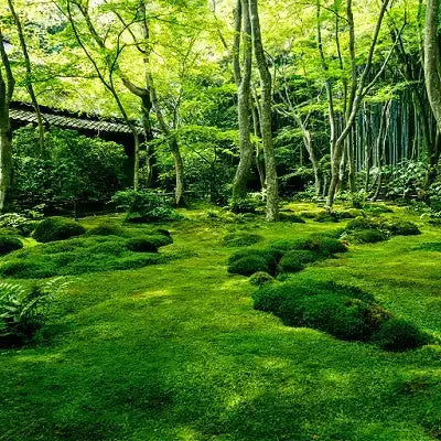 Lush emerald moss carpet for sale $6.99/sq ft under tall trees