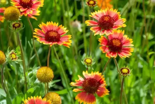 Vibrant red yellow coneflower blooms long-blooming autumn perennial favorite