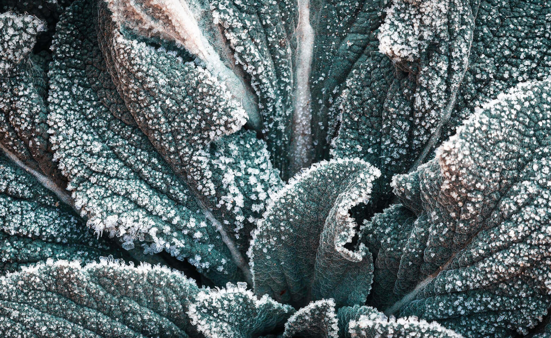 Frosted sage leaves with velvety texture in hardy plant variety
