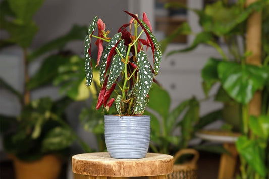 Vibrant polka dot begonia plant with glossy green speckled leaves in blue pot