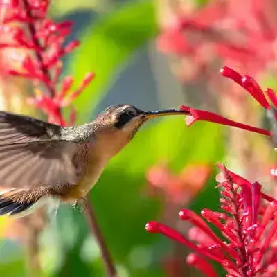 Hummingbird with iridescent green feathers hovers by red flowers