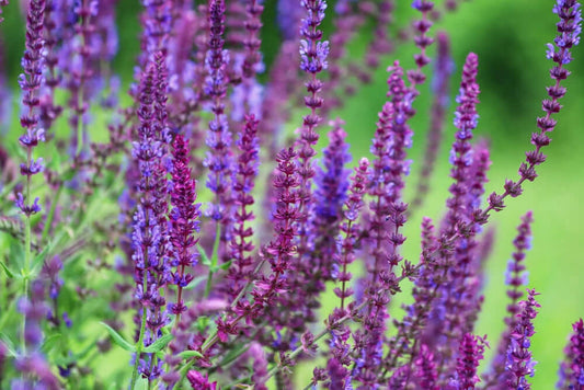 Purple sage long-blooming perennial with tall spiked flowers on green background