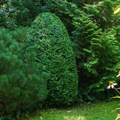 Green Mountain Boxwood lush vibrant green rounded hedge