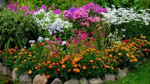 Vibrant autumn-planted perennial garden bursting with purple, pink, white, orange flowers
