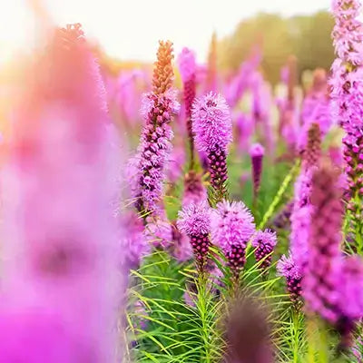 Vibrant purple blazing star flower with spiky petals and green stems
